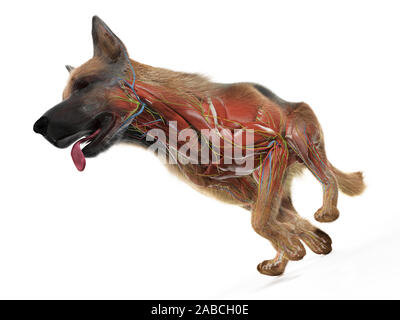 3D Rendering accurato dal punto di vista medico illustrazione di una anatomia cani Foto Stock