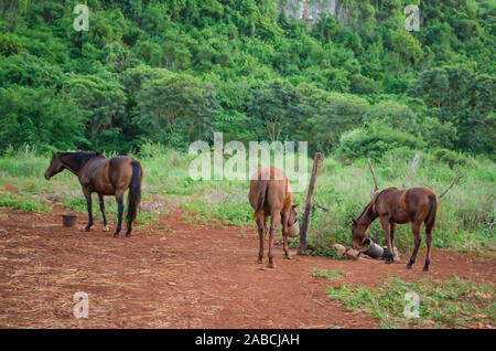 Cavalli in piccola fattoria Foto Stock