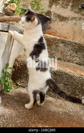 Gatto in piedi sulle zampe posteriori Foto Stock