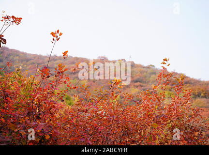 Foglie di colore rosso in cresta Pofeng Scenic Spot come arriva l'autunno con la caduta di temperatura nel distretto Fangshan, Pechino, Cina, 16 ottobre 2019. *** Local Foto Stock