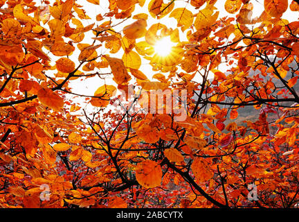 Foglie di colore rosso in cresta Pofeng Scenic Spot come arriva l'autunno con la caduta di temperatura nel distretto Fangshan, Pechino, Cina, 16 ottobre 2019. *** Local Foto Stock