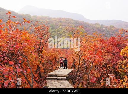 Il turista a godere di foglie rosse in cresta Pofeng Scenic Spot come arriva l'autunno con la caduta di temperatura nel distretto Fangshan, Pechino, Cina, 16 ottobre 2019. Foto Stock