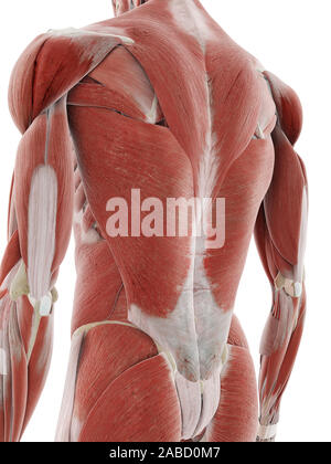 3D Rendering accurato dal punto di vista medico illustrazione dei muscoli della schiena Foto Stock