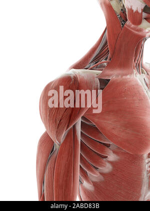 3D Rendering accurato dal punto di vista medico illustrazione del muscolo di spalla Foto Stock