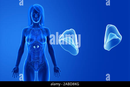3D Rendering accurato dal punto di vista medico illustrazione della femmina di ghiandole surrenali Foto Stock