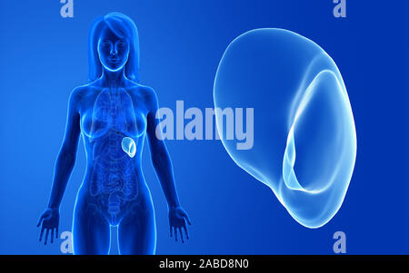 3D Rendering accurato dal punto di vista medico illustrazione della milza femmina Foto Stock