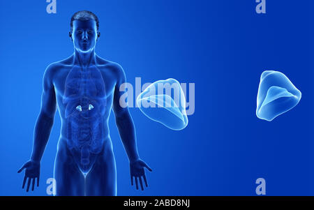 3D Rendering accurato dal punto di vista medico illustrazione del maschio le ghiandole surrenali Foto Stock