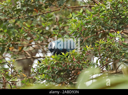 Orientale Berrypecker crestato (Paramythia montium montium) adulto Alimentazione nella struttura ad albero fruttifero Kumul Lodge, Mount Hagen, Papua Nuova Guinea Luglio Foto Stock