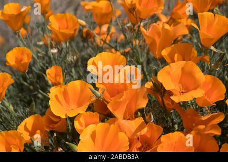 Antelope Valley Riserva di papavero in Kalifornien, Foto aufgenommen im März. Foto Stock