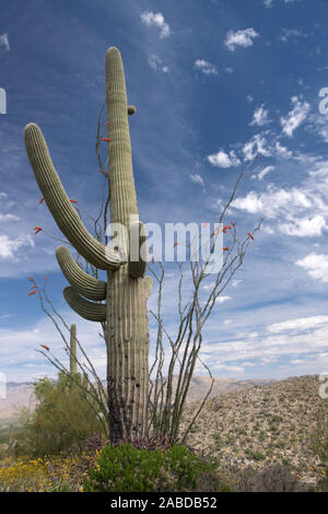 Der Saguaro-Nationalpark befindet sich bei Tucson, Arizona im Südwesten der USA. Der Park liegt in der Sonora-Wüste. Foto Stock