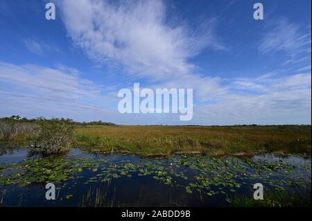 Inverno cloudscape oltre Anhinga Trail nel parco nazionale delle Everglades, Florida. Foto Stock