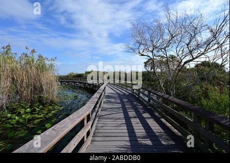 Anhinga Trail Boardwalk oltre gli stagni coperti di ninfee in Everglades National Park in Florida per un inverno pieno di sole di mattina. Foto Stock