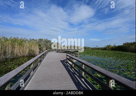 Anhinga Trail Boardwalk oltre gli stagni coperti di ninfee in Everglades National Park in Florida per un inverno pieno di sole di mattina. Foto Stock