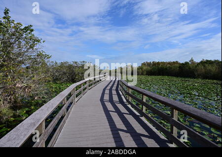 Anhinga Trail Boardwalk oltre gli stagni coperti di ninfee in Everglades National Park in Florida per un inverno pieno di sole di mattina. Foto Stock