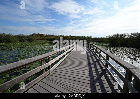 Anhinga Trail Boardwalk oltre gli stagni coperti di ninfee in Everglades National Park in Florida per un inverno pieno di sole di mattina. Foto Stock