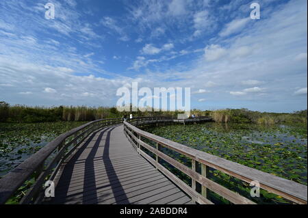 Anhinga Trail Boardwalk oltre gli stagni coperti di ninfee in Everglades National Park in Florida per un inverno pieno di sole di mattina. Foto Stock