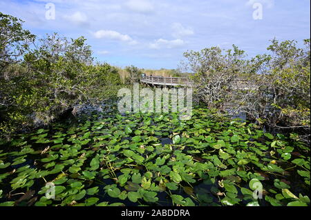 Anhinga Trail Boardwalk oltre gli stagni coperti di ninfee in Everglades National Park in Florida per un inverno pieno di sole di mattina. Foto Stock