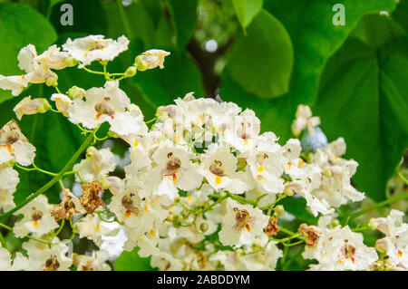 Albero con grandi fiori bianchi Catalpa Bignonioides. Foto Stock
