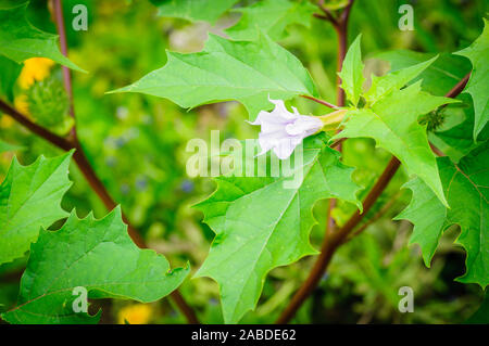 Ecballium elaterium o spruzzi cetriolo, di piante interessanti. Bel fiore Foto Stock