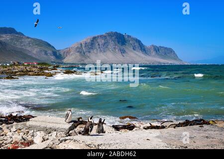 I Penguins africani a Stony Point nella Riserva Naturale del Betty's Bay, Western Cape, Sud Africa Foto Stock