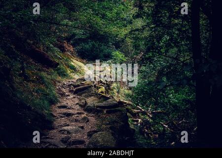 Sentieri escursionistici nella mistica foresta di Harz Bodetal Thale Foto Stock