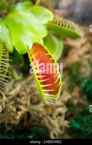 Fly trap,Dionaea muscipula,Venus Flytrap,pianta carnivora. Foto Stock