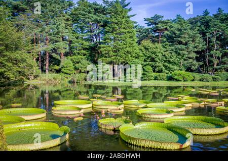 Victoria amazonica con una foresta di conifere presso i giardini botanici a Tokyo in Giappone. Enorme floating lotus,Amazon gigante giglio d'acqua. Foto Stock