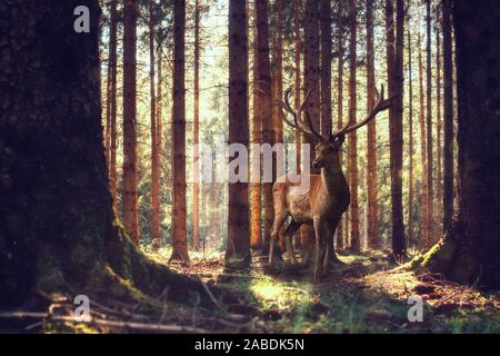 Big deer stands in the forest. Late summer and light sunshine Foto Stock