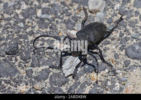 Schwarzer Weberbock (Lamia textor) Foto Stock