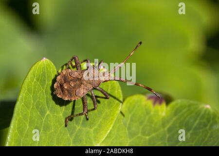 Lederwanze (Coreus marginatus) Foto Stock