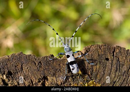 Alpenbock (Rosalia alpina) Männchen Foto Stock