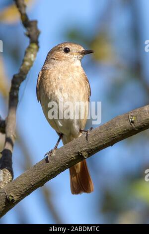 Gartenrotschwanz (Phoenicurus phoenicurus) Weibchen Foto Stock