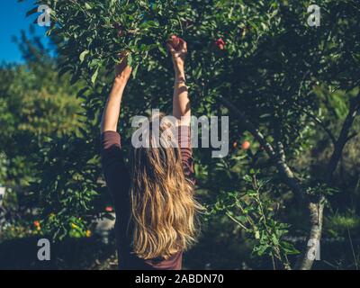 Una giovane donna è la raccolta di mele in una giornata di sole Foto Stock