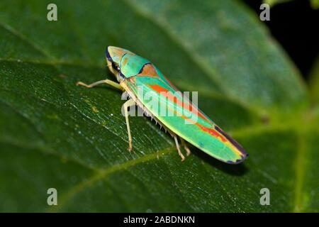 Rhododendronziukade (Graphocephala fennahi) Foto Stock