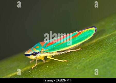 Rhododendronziukade (Graphocephala fennahi) Foto Stock