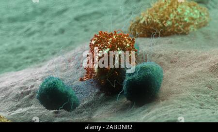 3D Rendering accurato dal punto di vista medico illustrazione di una cellula di cancro di essere attaccato da leucociti Foto Stock