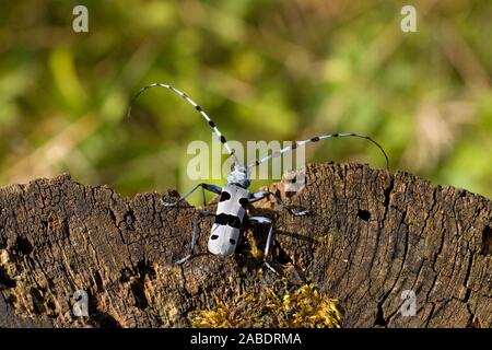 Alpenbock (Rosalia alpina) Männchen Foto Stock