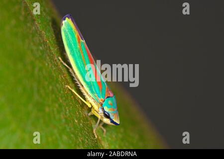 Rhododendronziukade (Graphocephala fennahi) Foto Stock