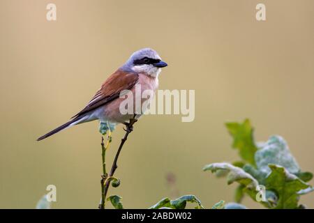 Neuntöter (Lanius collurio) Männchen Foto Stock