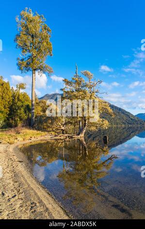 Paesaggio autunnale con il lago. Gli alberi si riflette in mirror come superficie liscia di acqua chiara sul lago Bruner. Isola del Sud, Nuova Zelanda Foto Stock