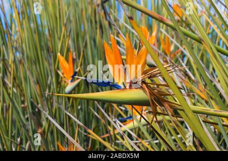 Uccello del paradiso fiori colorati. Natura tropicale sfondo floreale Foto Stock