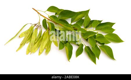 Dalbergia o palissandro sheesham. Impianto con seme. Isolato su sfondo bianco Foto Stock