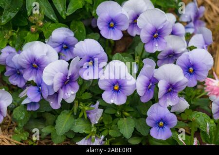 Viola viola fiori sul letto giardino, aiuola vicino. Sullo sfondo della natura Foto Stock