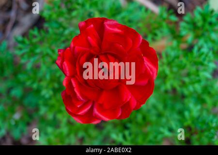Rosso brillante fiore anemone con erba verde sullo sfondo. Natura minimalista sfondo Foto Stock