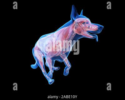 3D Rendering accurato dal punto di vista medico illustrazione di un muscolo cani anatomia Foto Stock