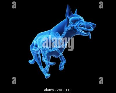 3D Rendering accurato dal punto di vista medico illustrazione di uno scheletro di cani Foto Stock