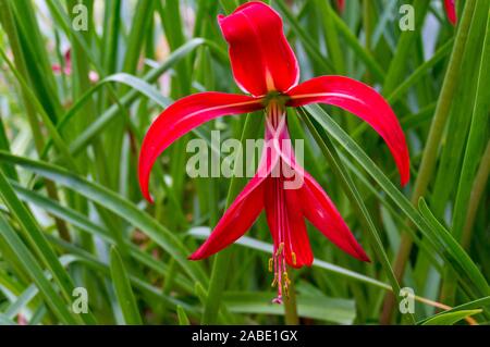 Giglio giacobino, amaryllis fiore in piena fioritura, sullo sfondo della natura Foto Stock