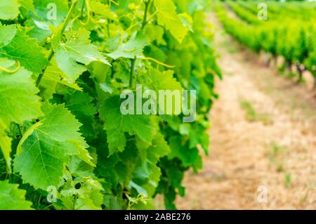 Chiusura del vitigno foglie in vigneto con filari di uva di piante di vite sullo sfondo. Messa a fuoco selettiva Foto Stock