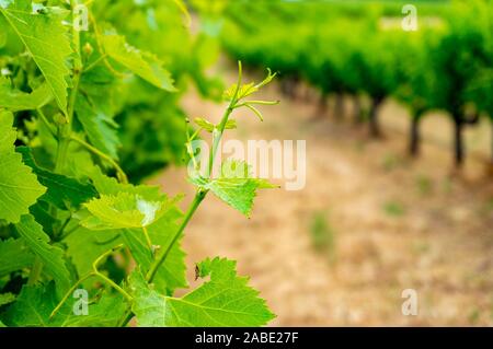 Chiusura del vitigno foglie in vigneto con filari di uva di piante di vite sullo sfondo. Messa a fuoco selettiva Foto Stock