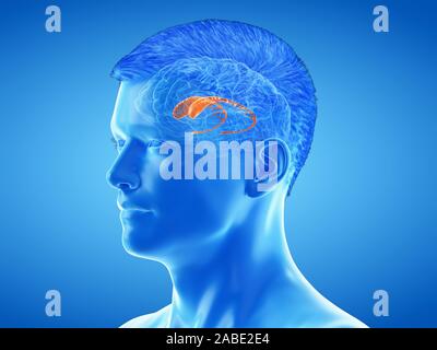3D Rendering accurato dal punto di vista medico illustrazione dell'anatomia del cervello - il nucleo caudato Foto Stock